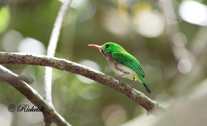 Broad-billed Tody