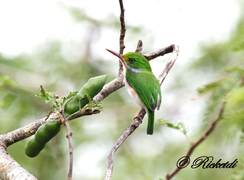 Cuban Tody