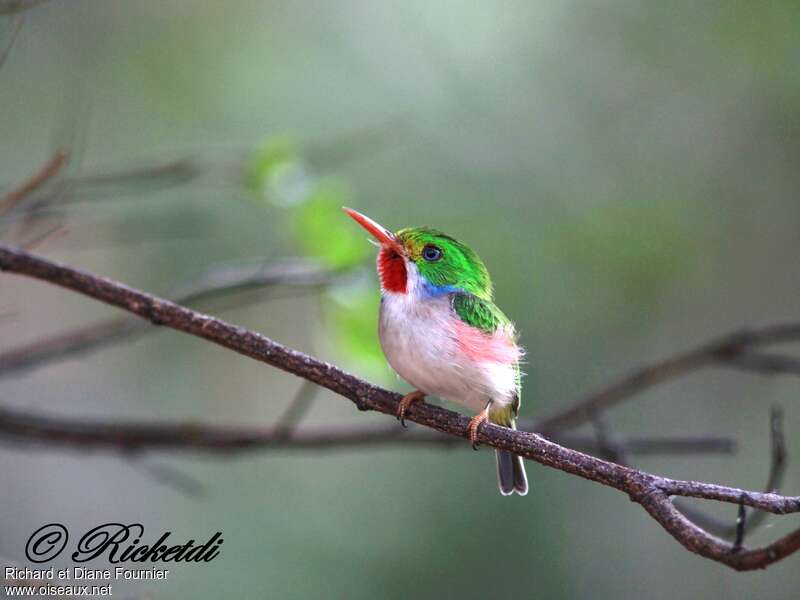 Todier de Cubaadulte, identification