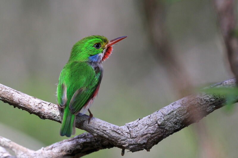 Cuban Tody male