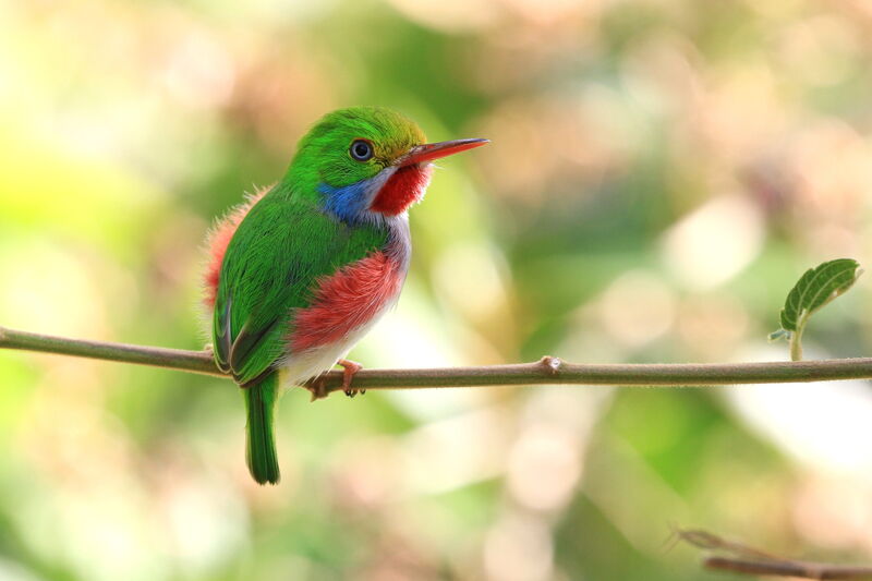 Cuban Tody male