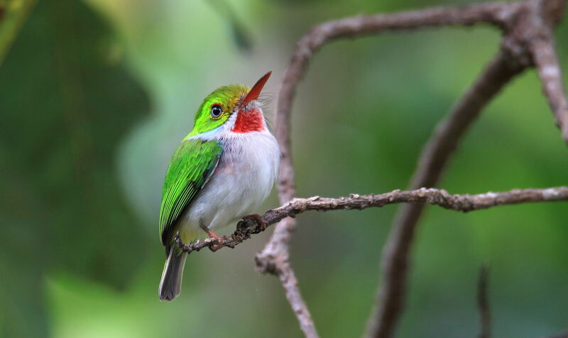 Cuban Tody female