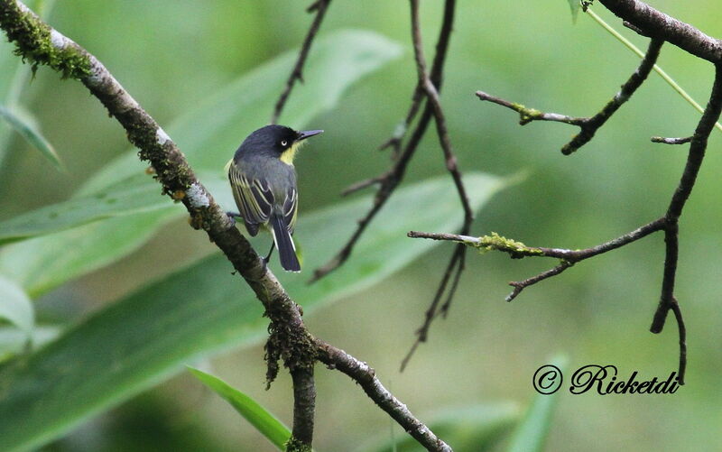 Common Tody-Flycatcher