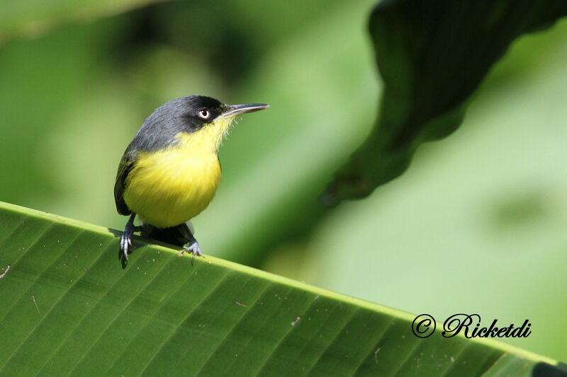 Common Tody-Flycatcher