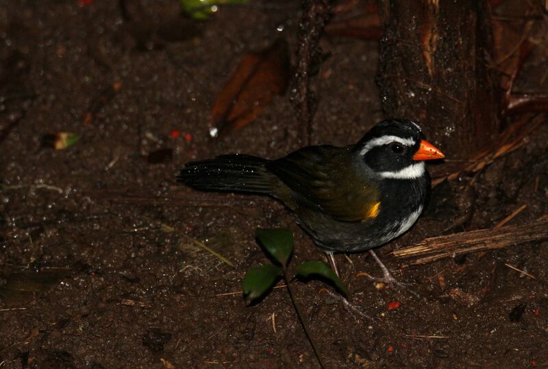 Orange-billed Sparrow