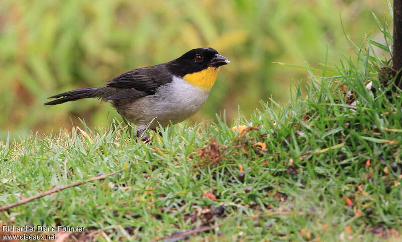 White-naped Brushfinchadult, identification