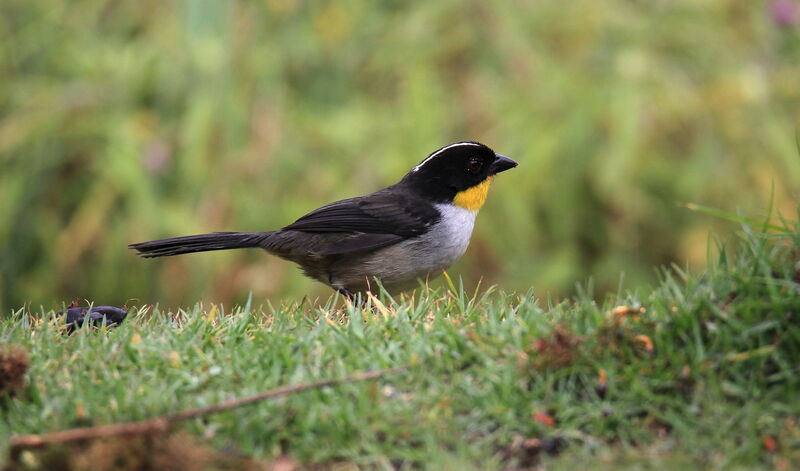 White-naped Brushfinch