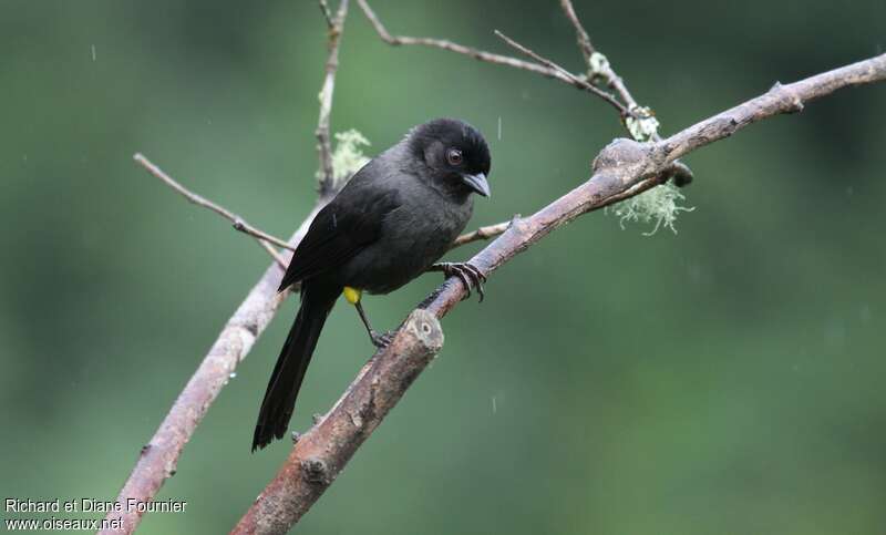 Yellow-thighed Brushfinchadult, identification