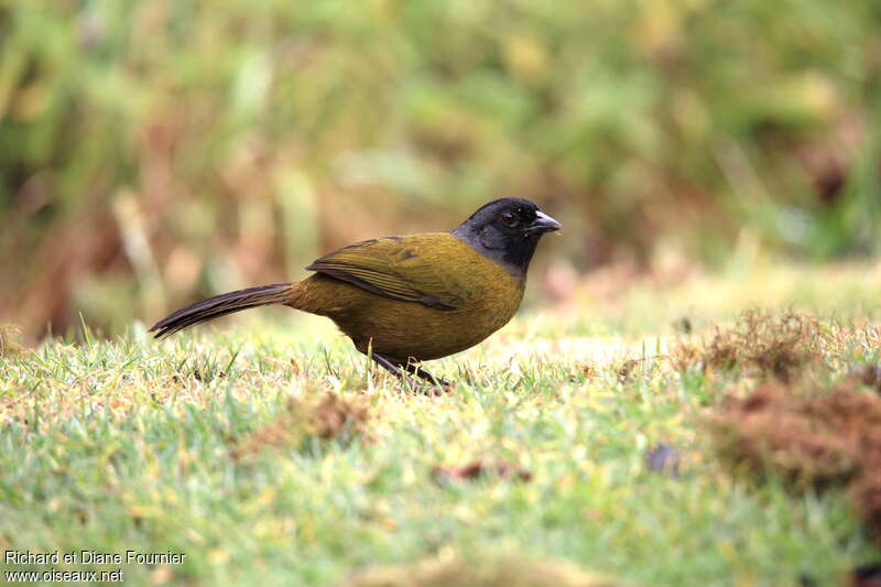 Large-footed Finchadult, identification