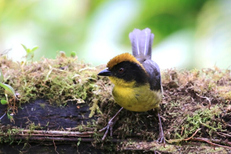 Yellow-breasted Brushfinch