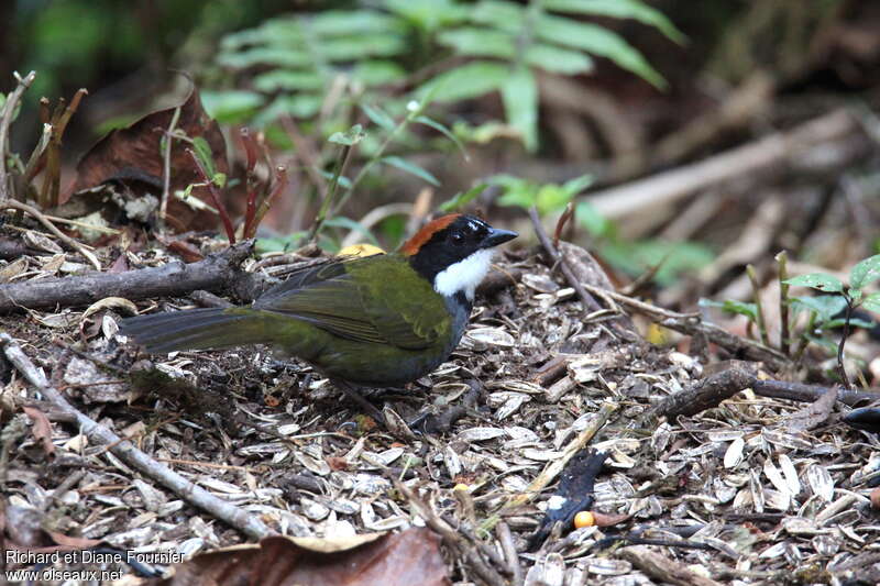 Chestnut-capped Brushfinchadult, identification