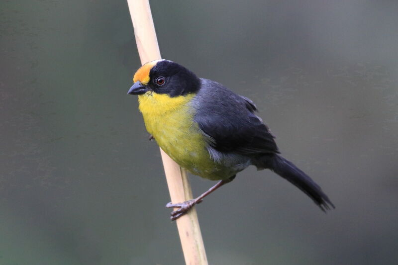 Pale-naped Brushfinch