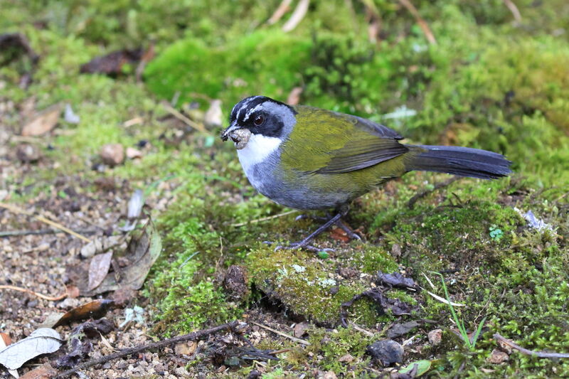 Grey-browed Brushfinch