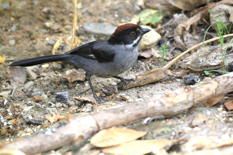 Slaty Brushfinch