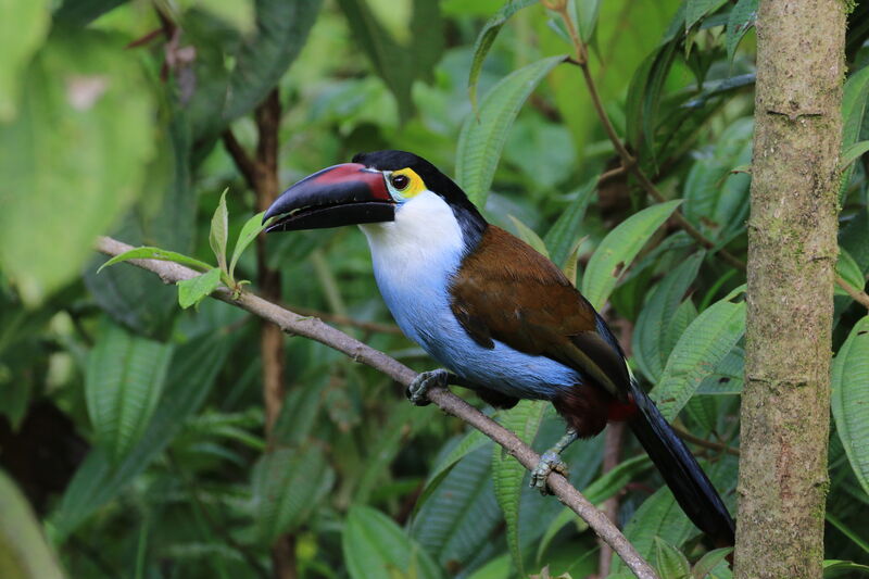 Toucan à bec noir