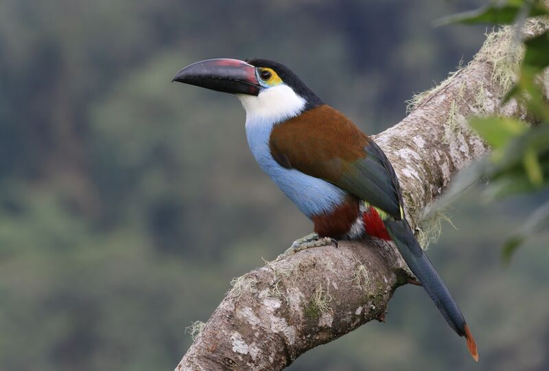 Black-billed Mountain Toucan