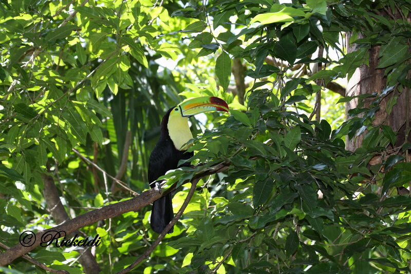 Keel-billed Toucan