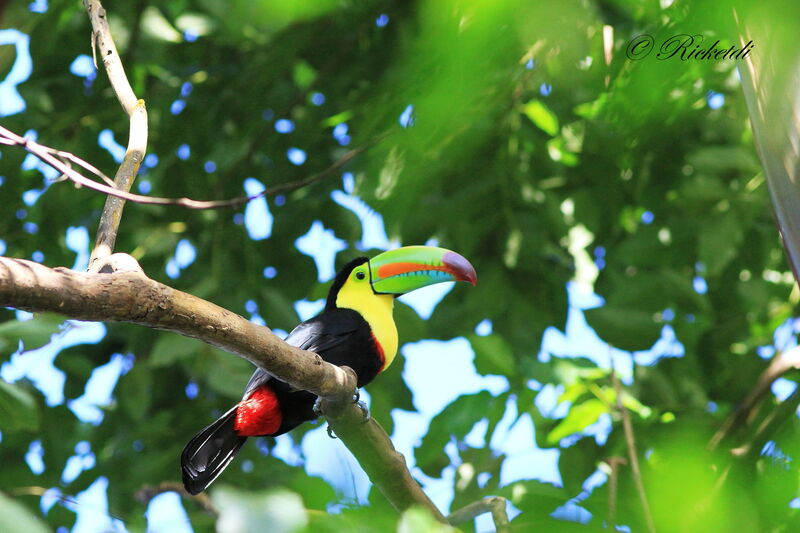 Toucan à carène