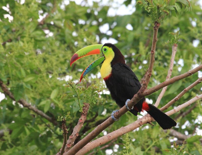 Keel-billed Toucan