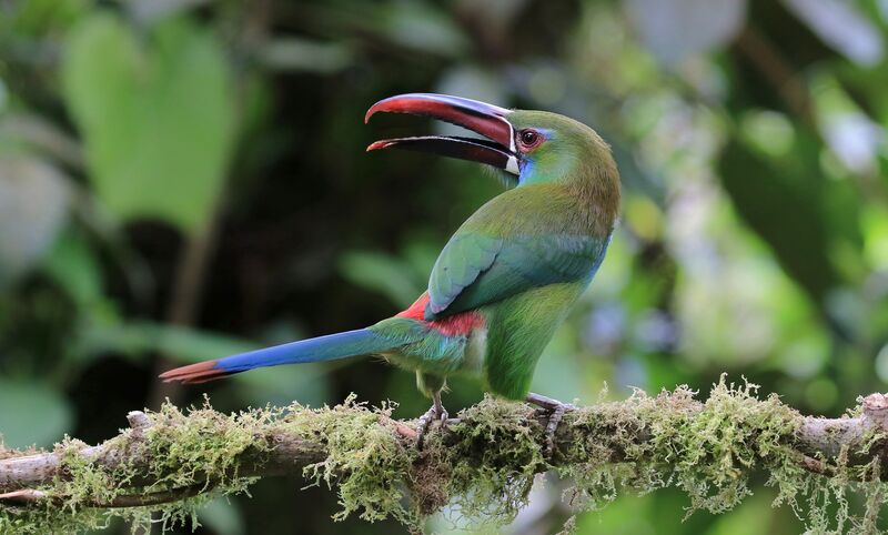 Toucanet à croupion rouge