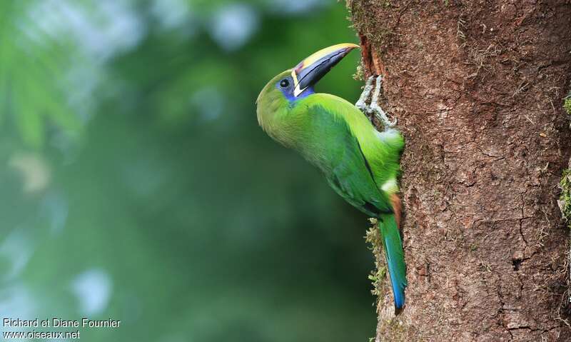 Blue-throated Toucanetadult, Behaviour