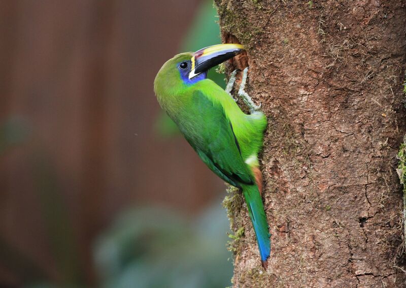 Blue-throated Toucanet