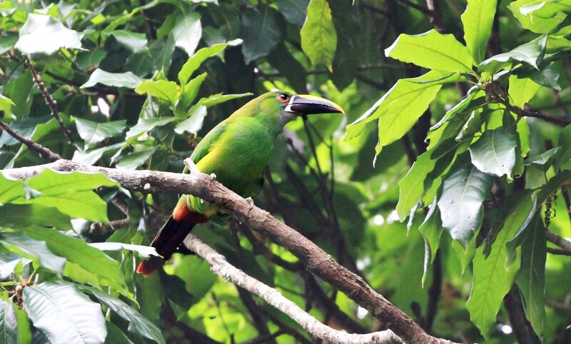 White-throated Toucanet