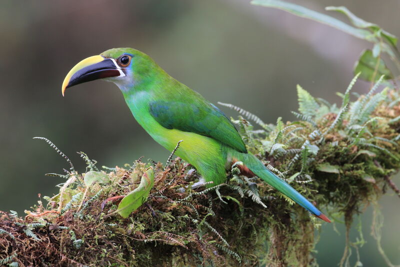 Toucanet émeraude