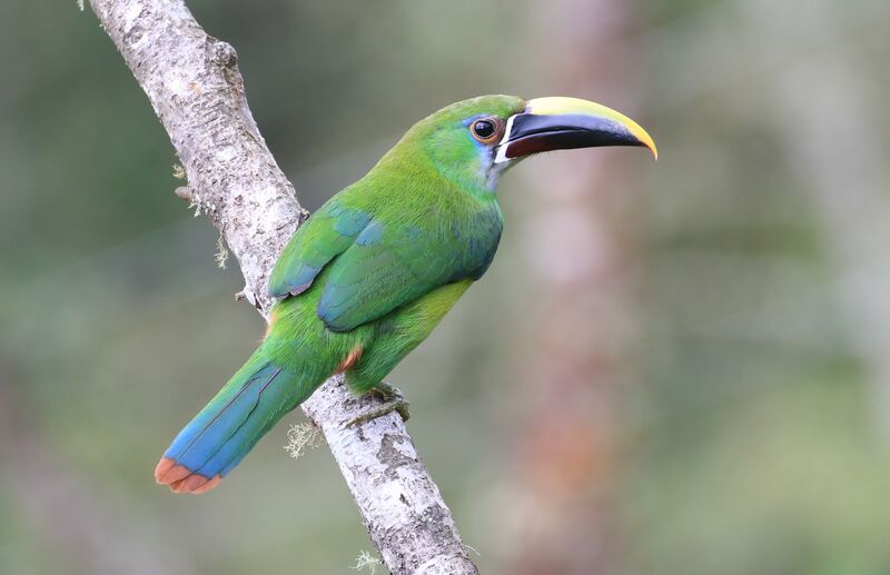 Toucanet émeraude