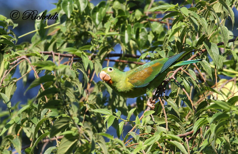 Orange-chinned Parakeet