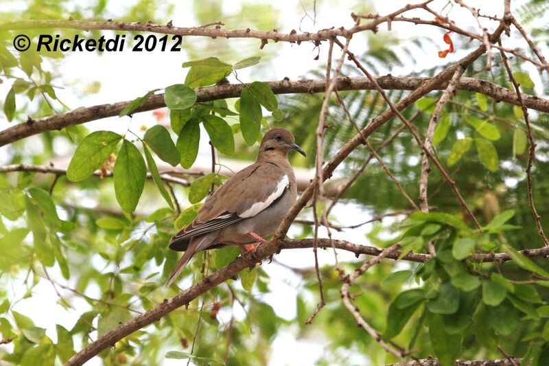 White-winged Dove