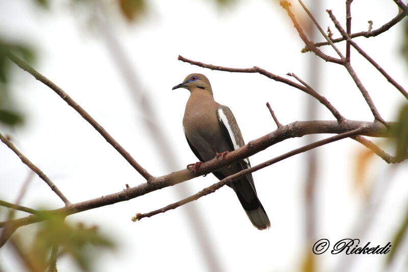 White-winged Dove