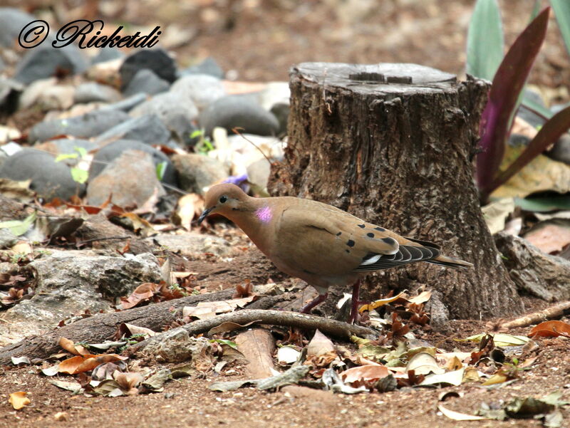 Zenaida Dove