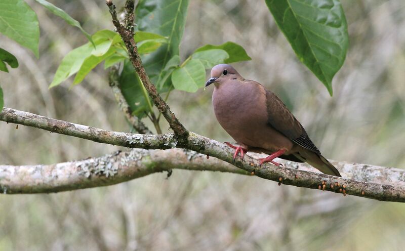 Eared Dove