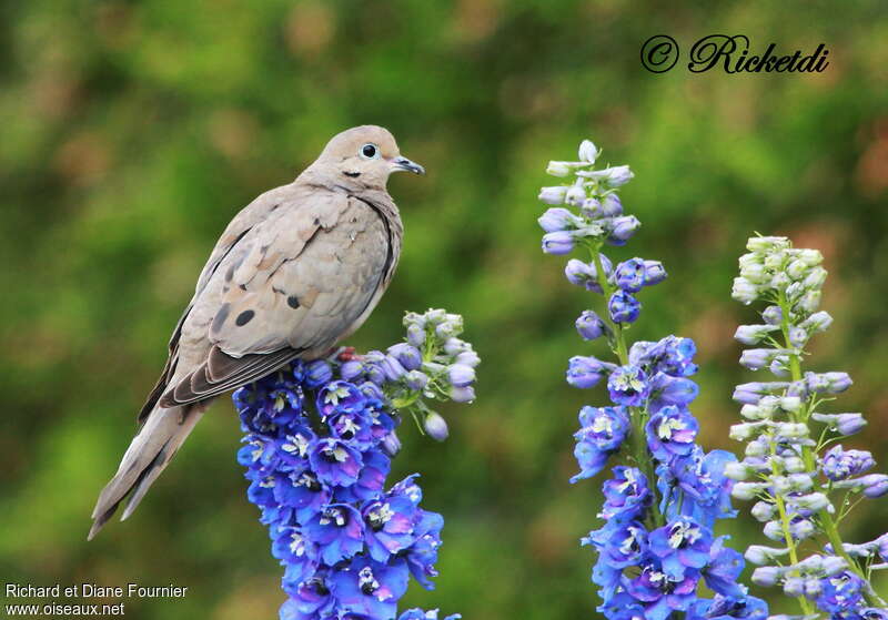 Mourning Doveadult, identification