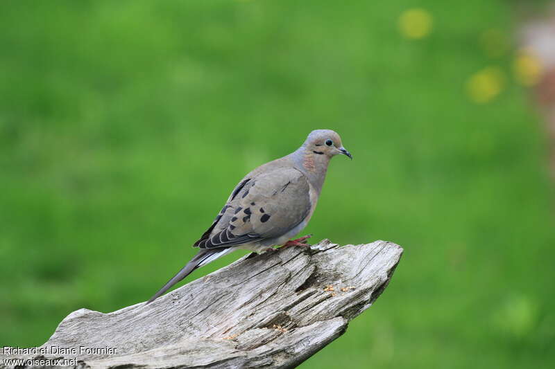 Mourning Doveadult, identification