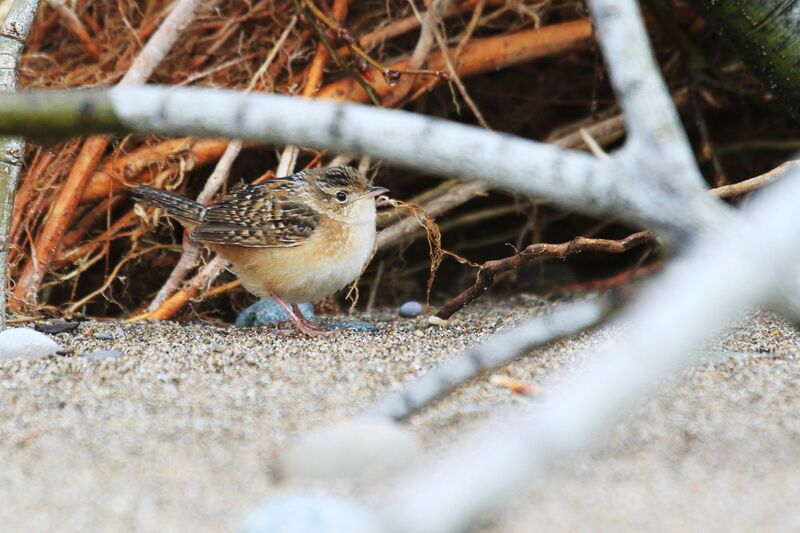 Sedge Wren