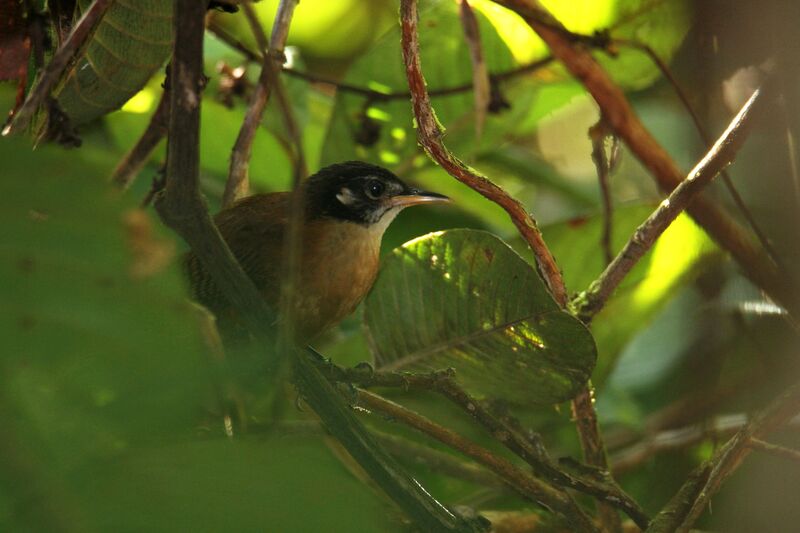 Bay Wren