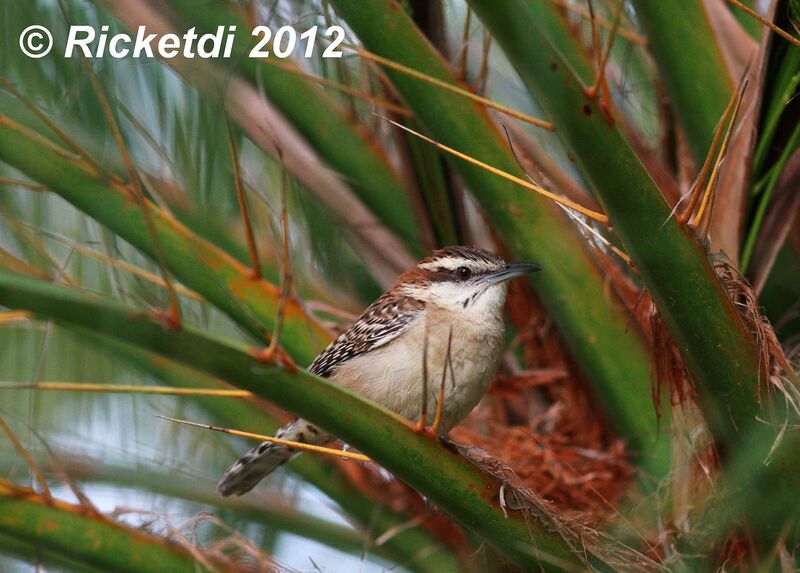 Veracruz Wren