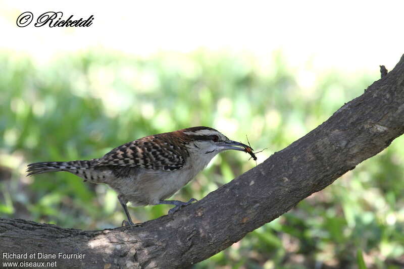 Veracruz Wrenadult, fishing/hunting