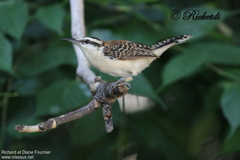 Veracruz Wrenadult, identification