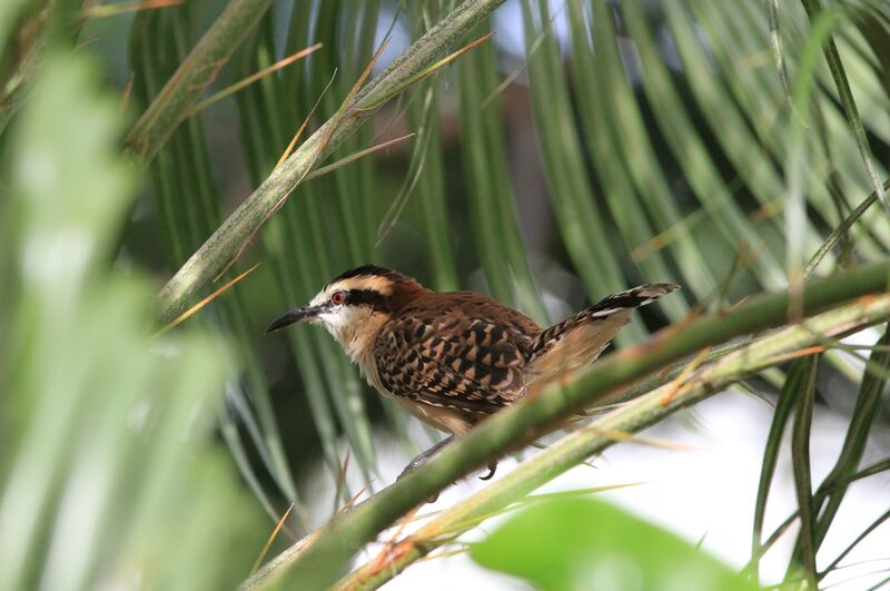 Veracruz Wren