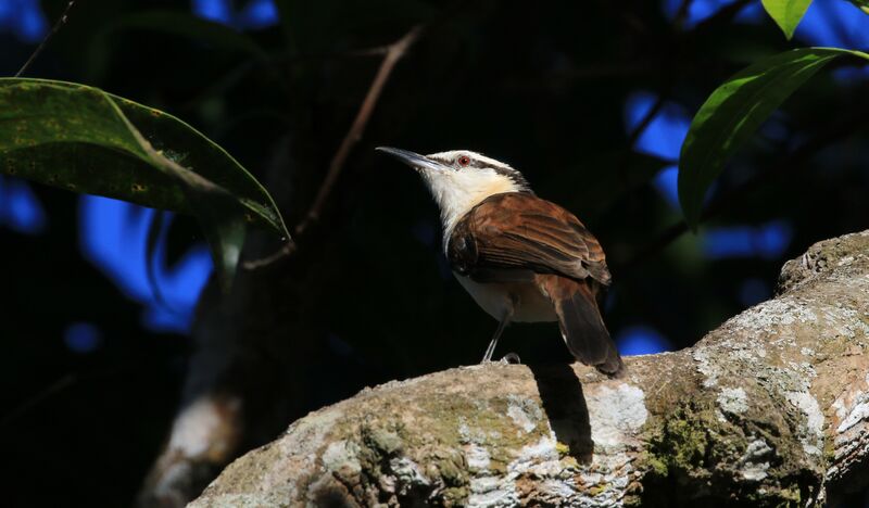 Bicolored Wren