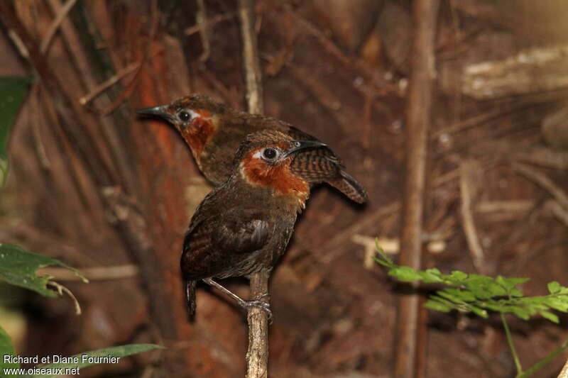 Song Wrenadult, Behaviour