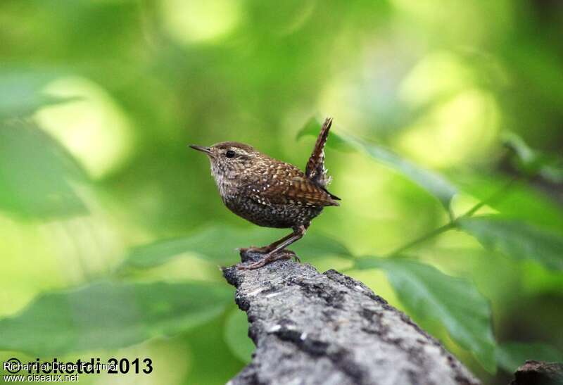 Winter Wrenadult, identification