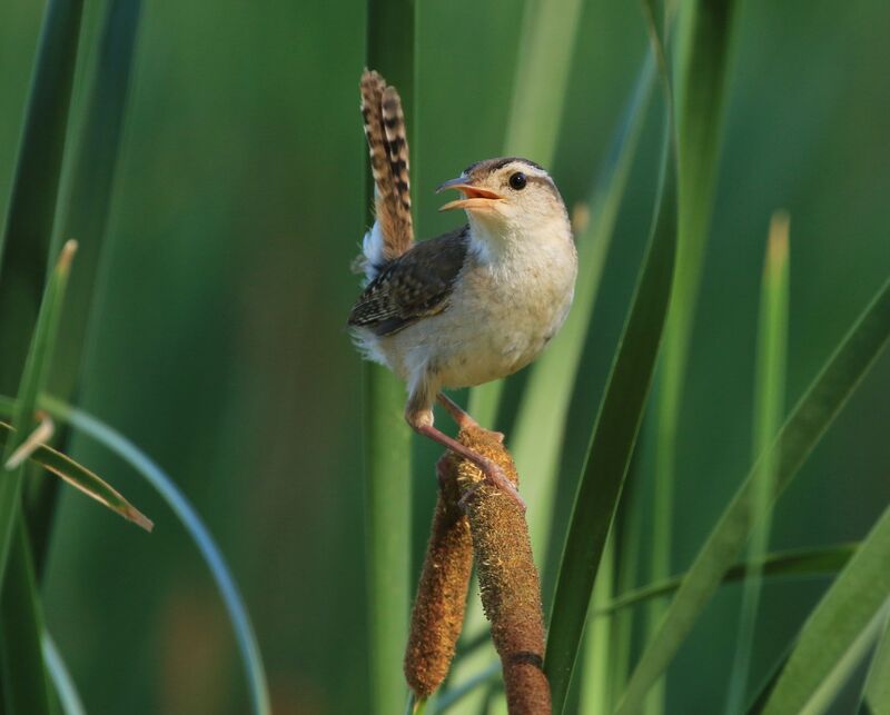 Marsh Wren