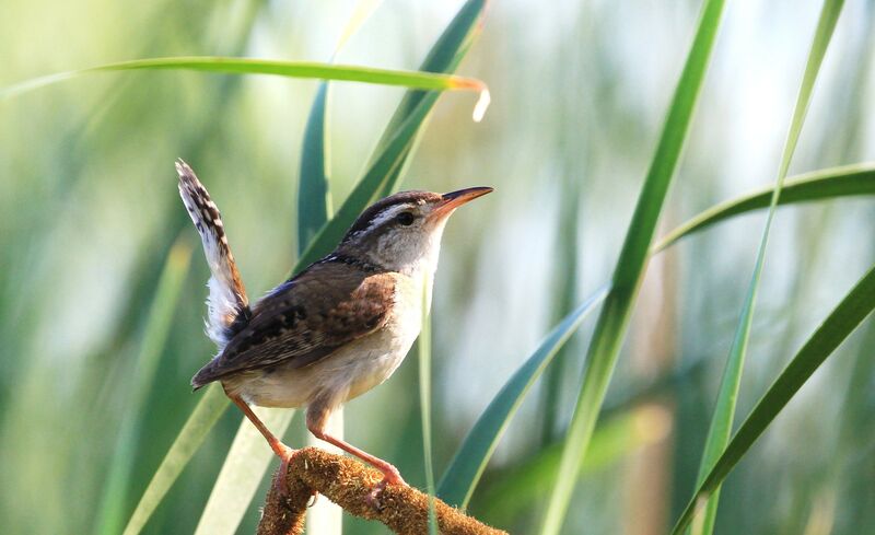 Marsh Wren