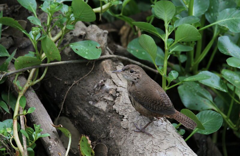 House Wren