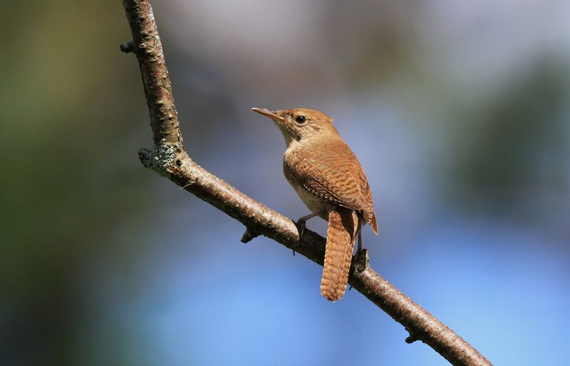 House Wren