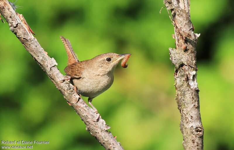 House Wrenadult, feeding habits, Reproduction-nesting